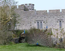 Picture of Peacocks in the castle grounds